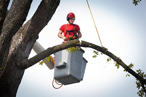 Best Arborist Consultation Services  in Brush Prairie, WA