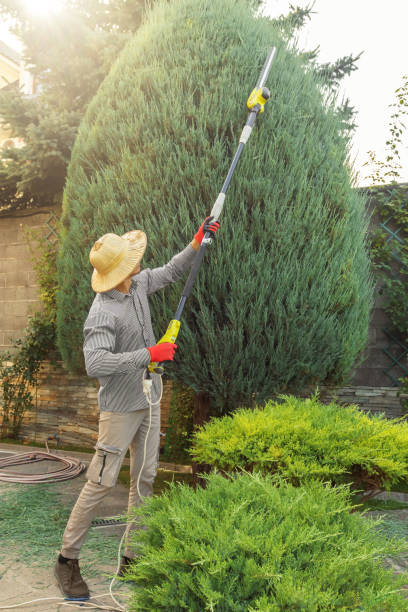 How Our Tree Care Process Works  in  Brush Prairie, WA